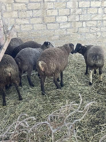 cins xoruz harada banlayar: Diri çəki 10₼ — 1