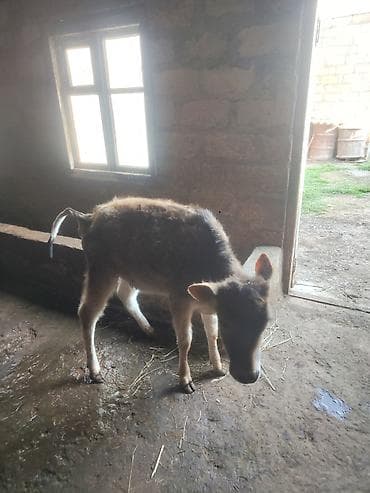 labrador satılır: Satılır: Buzağı - Növ: Mal-qara, buzağı - Cins: Yerli qarışıq — 2
