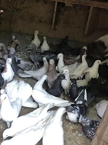 ev qus: Məhsul: Qüvvətli uçuş və dekorativ görünüşlü ev göyərçinləri qrupu — 1