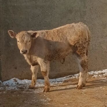 Cins buzov – açıq krem rəngli, qalın və sıx yun örtüklü. Geniş döş