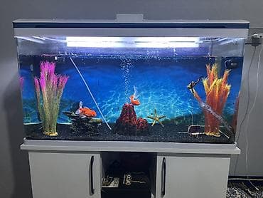 Pişiklər: Böyük həcmli akvarium dəsti - Ölçü: təxminən 120–130 sm en, 50 sm — 3