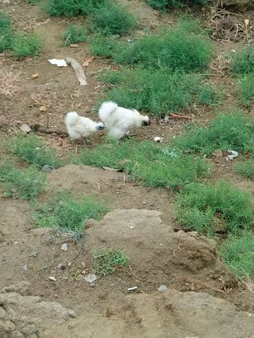 Toyuq, Ətlik — 10