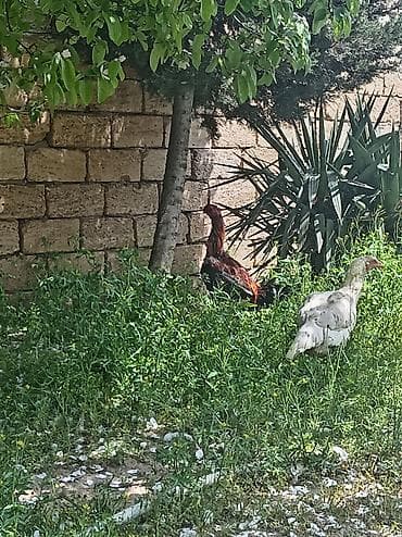 ari satilir: Toyuq, Damazlıq — 3