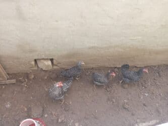 xacmaz heyvan bazari: Digər quşlar — 2