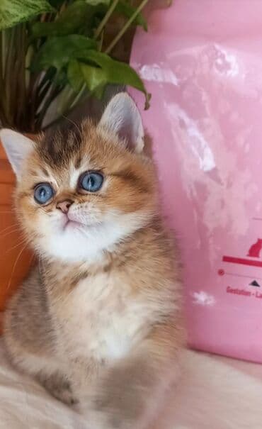 Птицы: Британская, Самка, В добрые руки, Самовывоз — 9