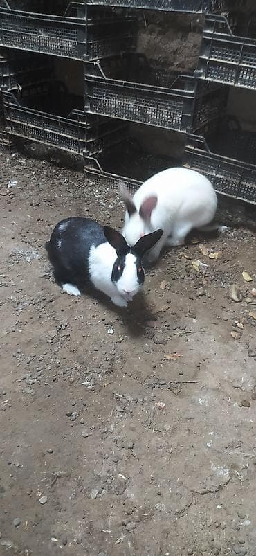 ən ucuz pişiklər: Qara-ağ rəngli dekorativ dovşan Cutu 50 Manata Satilir Dişi Ag — 3