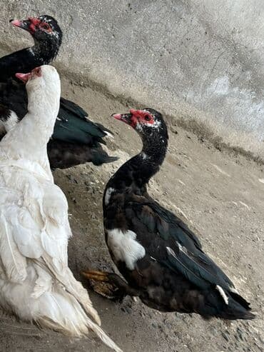 kayuqa ordek: Erkək, | Lal ördək, Ətlik, Ünvandan götürmə — 3