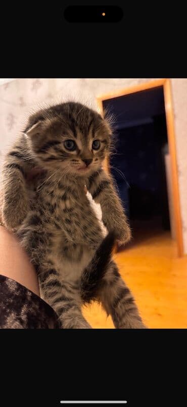 cücə yemi: Şotland yastı qulaq — 2