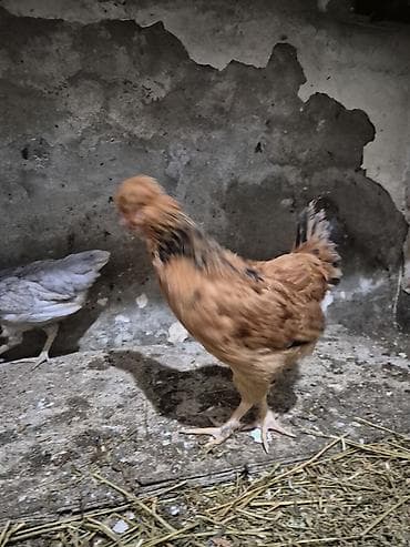 kend toyuqlari: Toyuq, Damazlıq — 4
