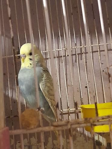 ev iti satisi: 7 ayliq erkek anasi renbov atasi spenger cexden donmedi iri quwdu — 2