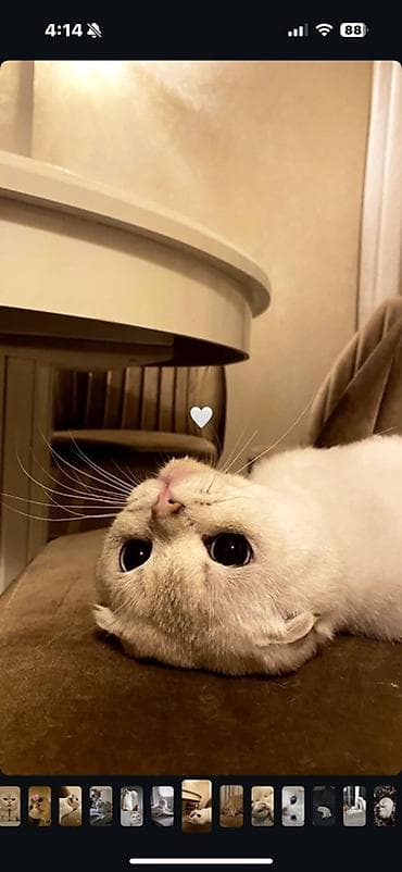 Şotland yastı qulaq, Erkək, Cütləşmə üçün, Ünvandan götürmə lalafo.az -da Şotland yastı qulaq, Erkək, Cütləşmə üçün, Ünvandan götürmə