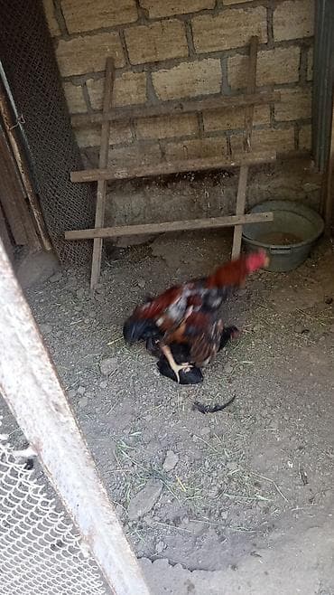 Kənd təsərrüfatı quşları: Xoruz, il: <1, Ünvandan götürmə — 2