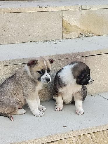 it adları erkək: Qurdbasar, Erkek — 5