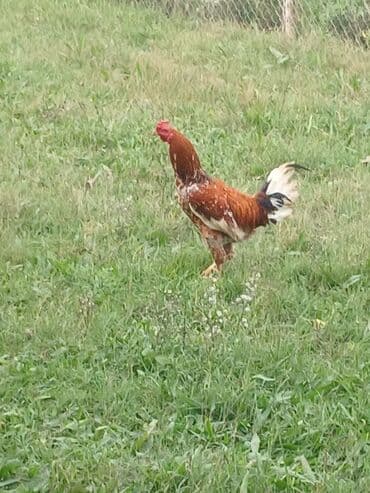 Məhsul: Xoruz

Düdəmə Xoruz