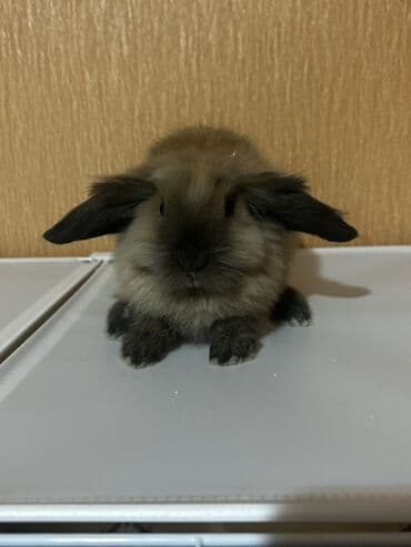 Miniatür asmaqulaq dovşan balaları 25-35 arasidir her biri . Toplu