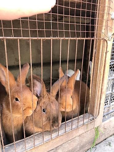 Balıqlar: Burgun sort Dovşan. Fransa sortudur. 30 AZN. Əlaqə 051-444-60-85 Real — 1