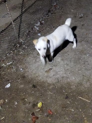 balaca it cinsleri: Balaca ölçülü it – ağ tüklü, qulaqları və belində açıq qəhvəyi — 7