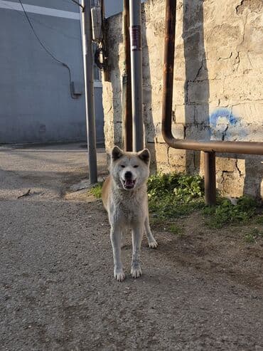 alman avcarkasi satilir: Akita-inu, 9 ay, Dişi — 3