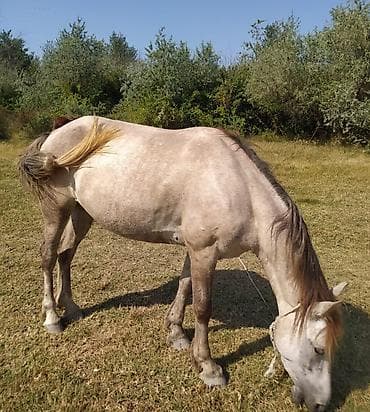baliq akvarium satisi: Salam aleykum Dəstə yorğası var yaşı 4 yarim Satılır: boz rəngli at — 5