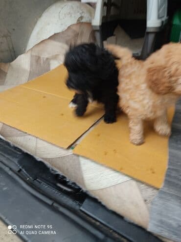 отдам собаку в хорошие руки: Пудель, Самка — 5