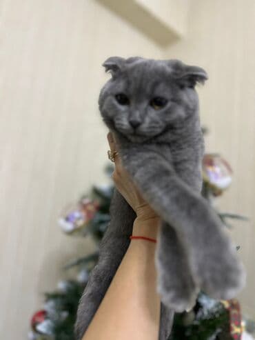 pişik sarı: Ekzot, Erkək, Dişi, Yaxşı əllərə, Ünvandan götürmə, Pulsuz çatdırılma, Ödənişli çatdırılma — 6