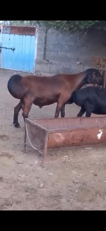 tap.az inekler: Cütü 450. AZN dişi boğazdır — 10