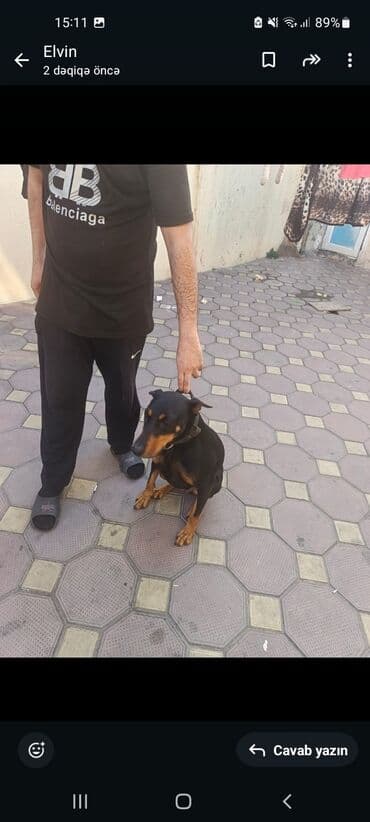 it növlərinin adları: Doberman — 2