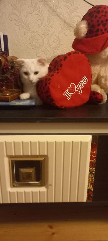 pişik şotland: Şotland — 3