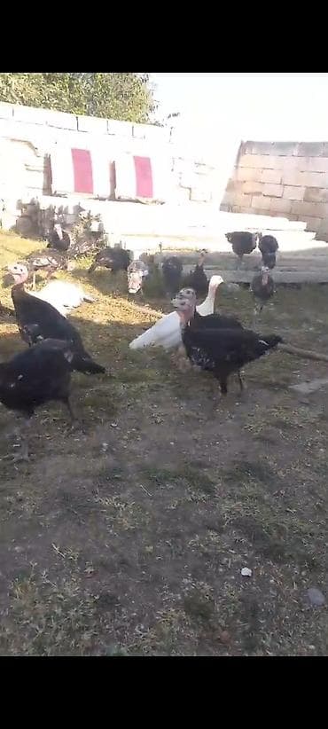 toyuq ucuz qiymete: Çekisi 2.300kq hinquşu balalar 3ayliqdir 20 denedir analari ile — 2
