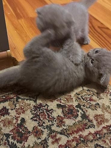 cin bildircin: Şotland, Yaxşı əllərə — 7