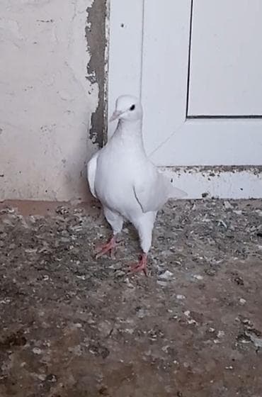 deve quşu: Tutulma 12 tuk dizden ciplag unvan suraxani — 5