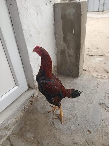 Quşlar: Xoruz, Heyratı, il: <1, Ünvandan götürmə — 4