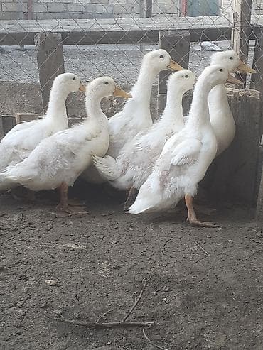 goyercin satisi 2019: 3 dene boyuk 3 aylig. 12 azn 7 dene 50 gunluk. biri 6 azn. 055 880 — 6