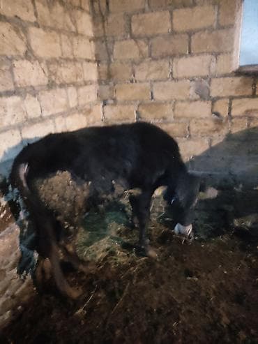 qara it sekilleri: Dana, buzov, Erkək, ay: 12, 130 kq, Ətlik — 7