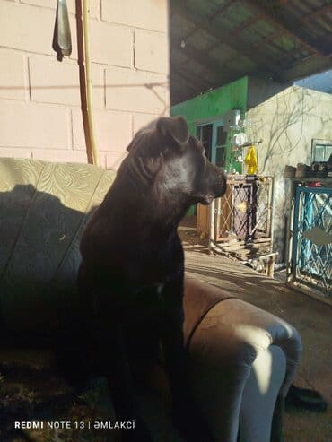 xaski bala: Kane-Korso, 5 ay, Erkek, Ünvandan götürmə — 2