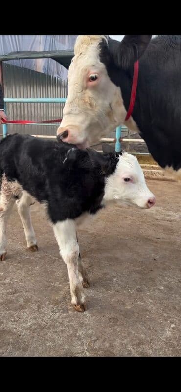 Heyvanlar üçün mallar: Südlük inək və buzov dəsti - Cins: Holşteyn tipli, xallı (qara‑ağ) — 4