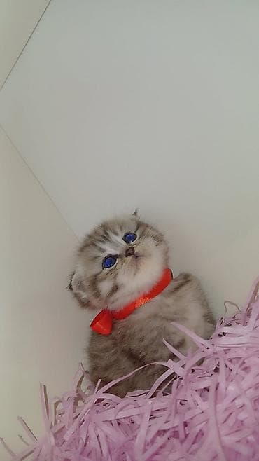 Şinşilla, Pulsuz çatdırılma