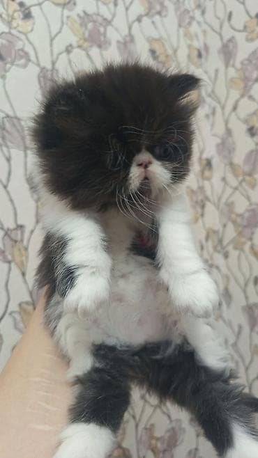 dovşan satışı: Ekzot, Erkək, Dişi, Ünvandan götürmə, Ödənişli çatdırılma — 10