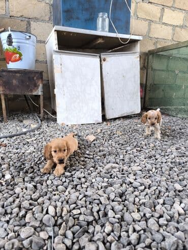 setter it cinsinin digər adı: Koker spaniyel, 4 ay — 1