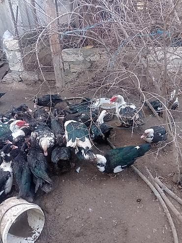 Другие с/х животные: Tam sağlam veayalı zümrüdü lal ördekler satılır.15-manatlıq olandan — 10