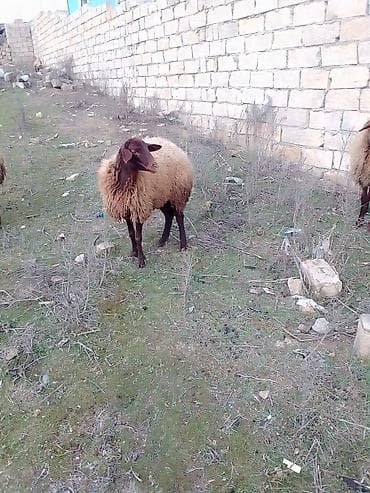 cins heyvanlar: Satılır 1 qarın doğub boğaz olub olmağını bilmirəm qoç içində olub — 5