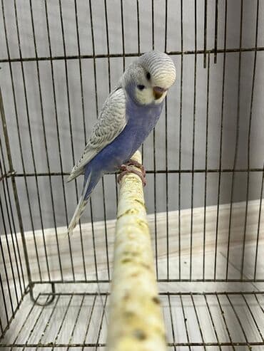 Volnist erkey balalar ələ öyrədməy vaxtlarıdı ünvan Fatmayı