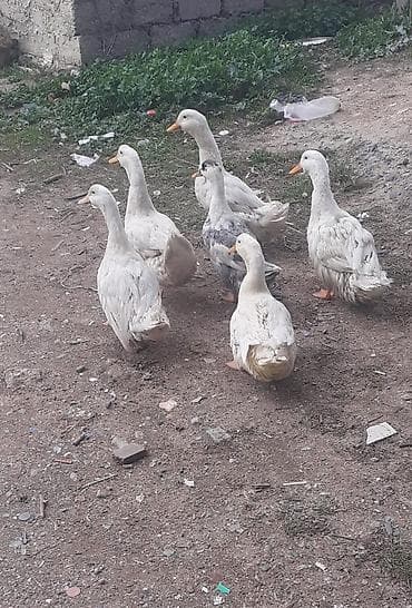 ruan ördəyi: Məhsul: ördəklər dəsti Təsvir: - Şəkillərdə 6 ədəd ev ördəyi görünür — 6