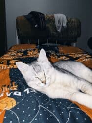 çöl pişiyi: Yaxşı əllərə — 4