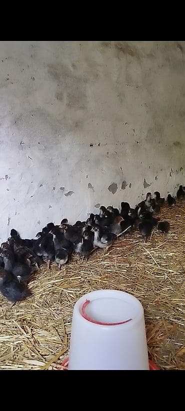 cücə və xoruz təmsil: 25 günlük super seçmə rəng seçmə kənd cücələri satılır, hamısı qara — 5