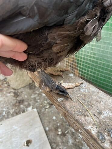 toyuğ cücə: Toyuq, Yumurtalıq, Ödənişli çatdırılma — 4