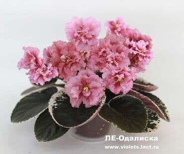 bənövşəyi gül şəkilləri: 5,6 m starter — 17