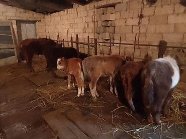 en ucuz uce: Dana, buzov, Erkək, ay: 1, 100 kq, Ətlik, Ünvandan götürmə, Ödənişli çatdırılma — 3