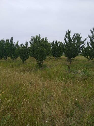 Букетные цветы: Məhsul: Gilas bağı (fidan/bağ sahəsi)salam Qusarin Qoxuroba kendinde — 6