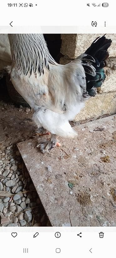 брама лаванда: Brahma xoruzu 9 aya kecib esil damazliqdr 2 eded var deye satram – — 4